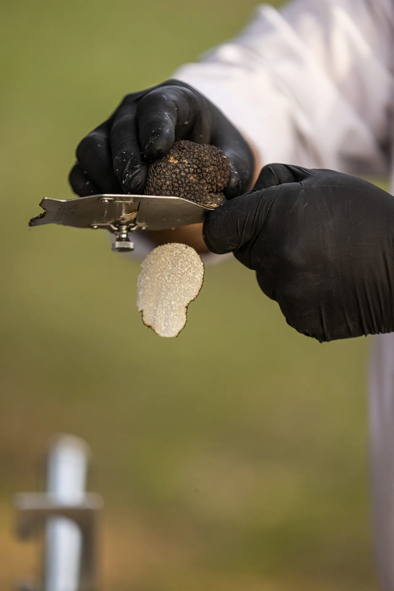 Truffle Hunting