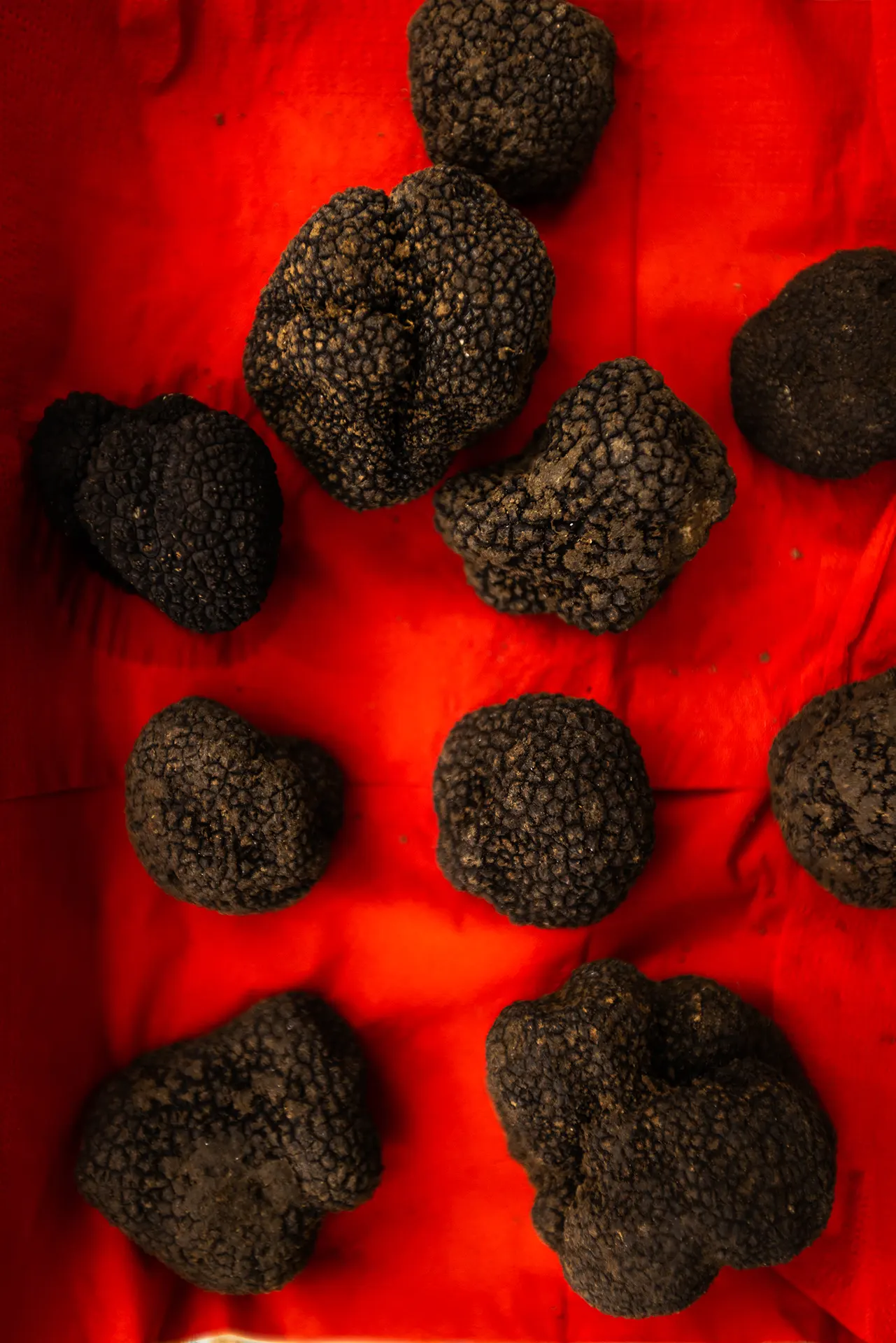 Truffle Hunting