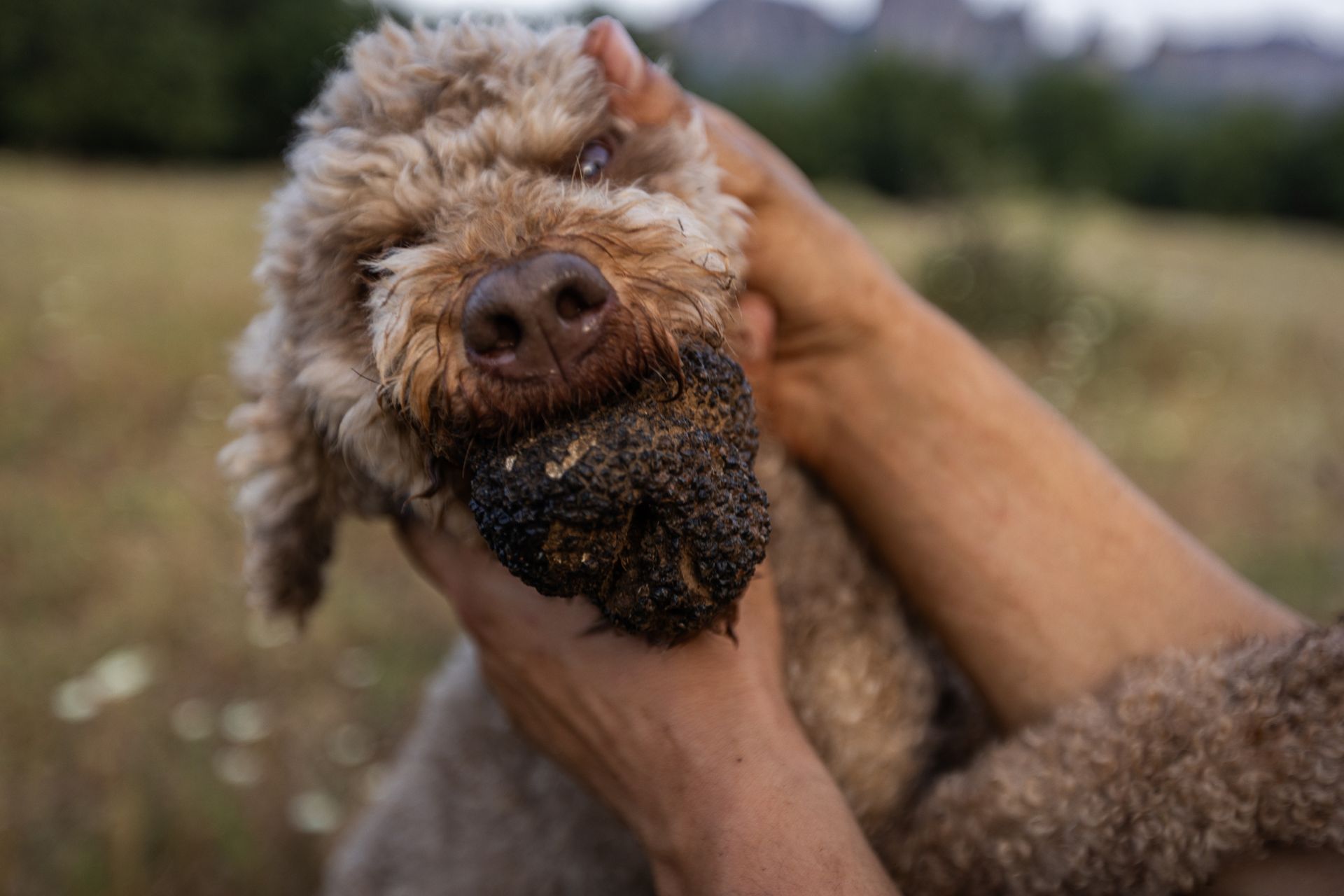 draseis fysis kai politimou apokries sta meteora 2026